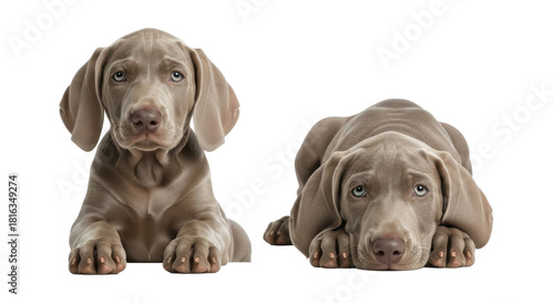 Adorable weimaraner puppies resting, creating a warm, fuzzy feeling of companionship and unconditional love