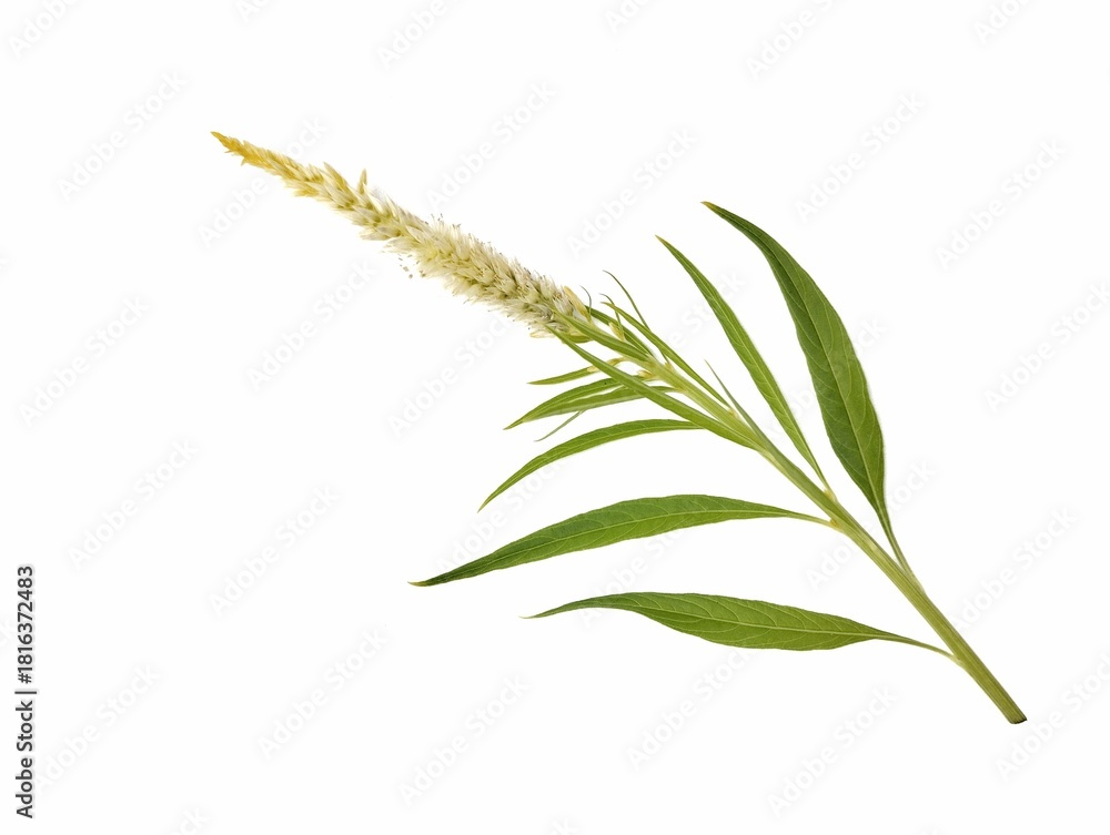 Fototapeta premium yellow celosia flower isolated on white background