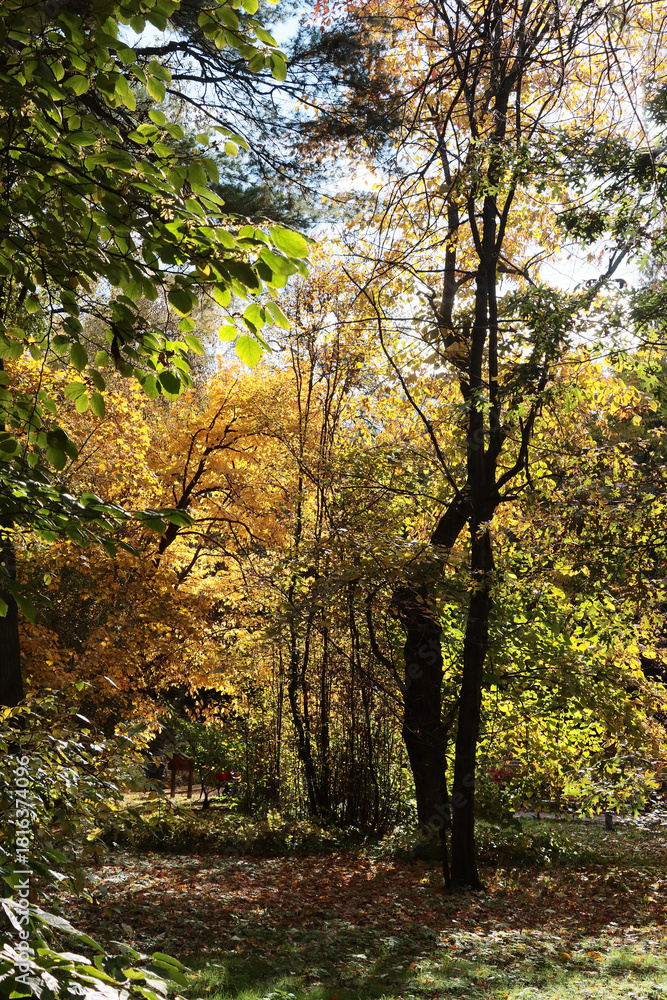 Fototapeta premium autumnal golden foliage of trees in park