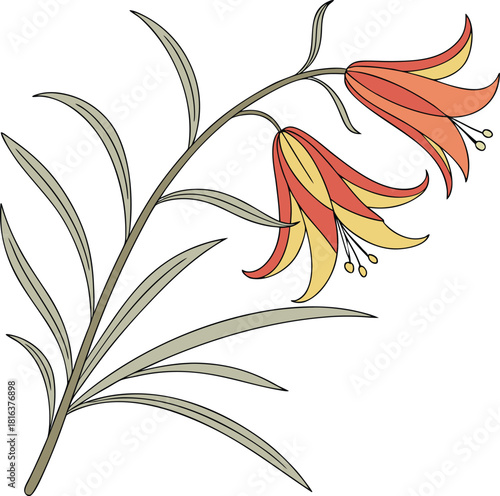 The parrot’s beak flower, known as “Lotus berthelotii,”