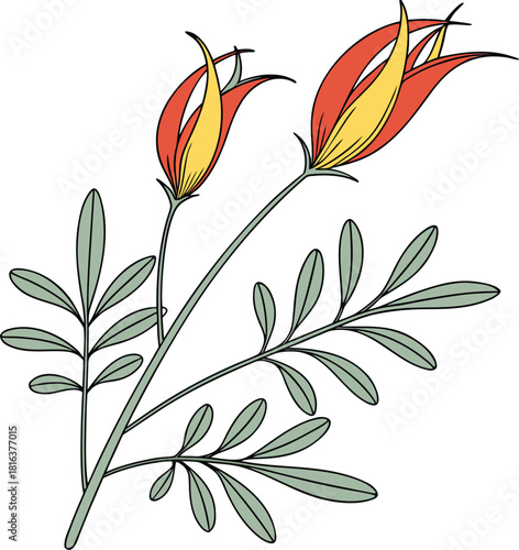 The parrot’s beak flower, known as “Lotus berthelotii,”