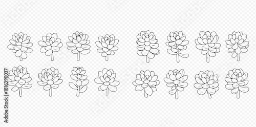 Set of hand-drawn succulent plants in outline style for botanical illustrations and decorative designs.