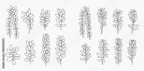 Set of various hand-drawn succulent plants in line art style on transparent background.