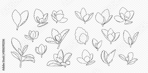 Botanical line art illustration of various succulent plant leaves and buds in different stages of growth.