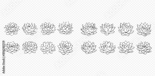 Line art illustration of succulent plants in a row, botanical drawing.