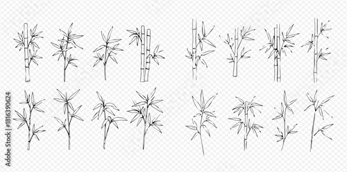 Detailed black and white drawing of bamboo plants and leaves in various arrangements.
