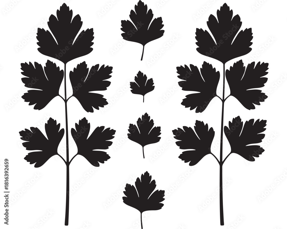 Obraz premium a collection of intricately detailed parsley leaf silhouettes arranged in varied sizes and shapes ideal for design projects on transparent background silhouette