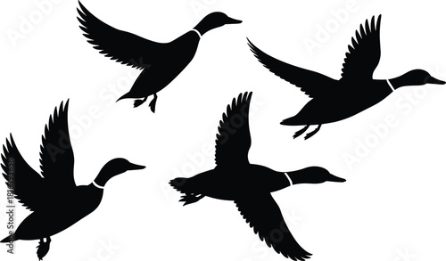 Flying ducks, silhouette, birds, wildlife, nature, waterfowl, wings, flight, illustration, black, vector, design, animal, migration, flock, outline, wild, graphic, movement, soaring