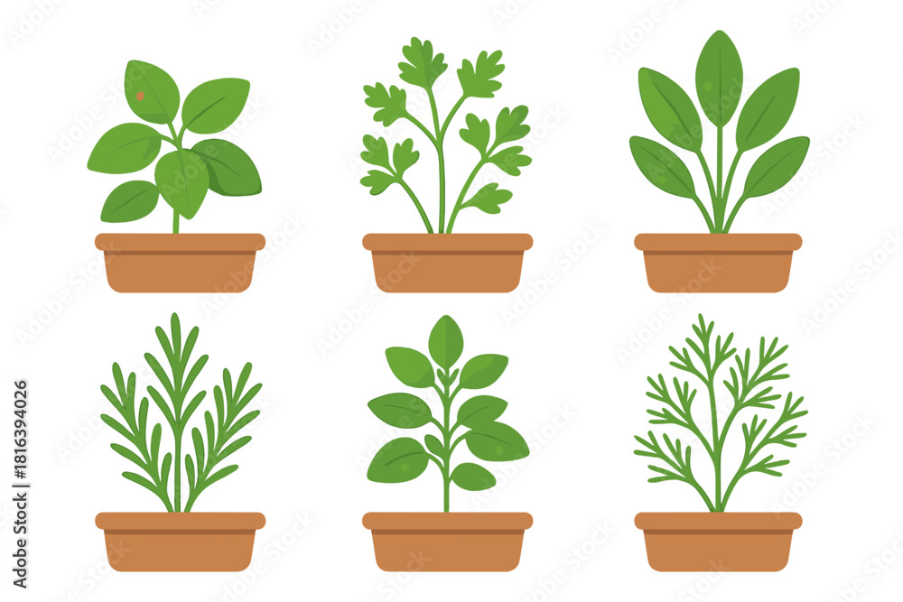 Fototapeta premium Potted culinary herbs set including basil parsley and rosemary for cooking and gardening