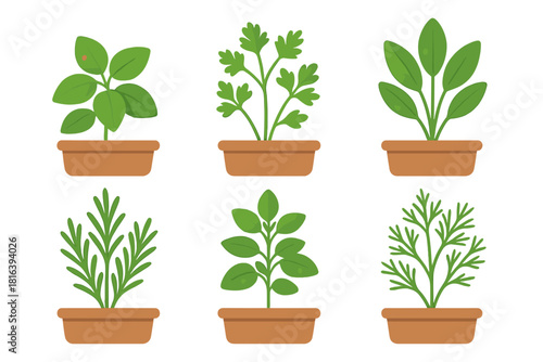 Potted culinary herbs set including basil parsley and rosemary for cooking and gardening
