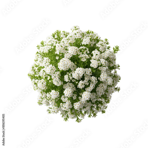 Alyssum Flowers In Full Bloom. Symbol Of Beauty And Purity In Nature. Isolated On Transparent Background