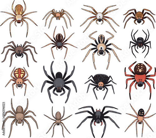 Spiders, arachnids, illustration, collection, set, colorful, species, cartoon, nature, insects, wildlife, creepy, design, pattern, detailed, graphic, venomous, predators, eight-legged, animals