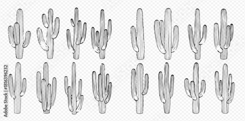 A collection of watercolor saguaro cactus illustrations in various shapes and sizes.