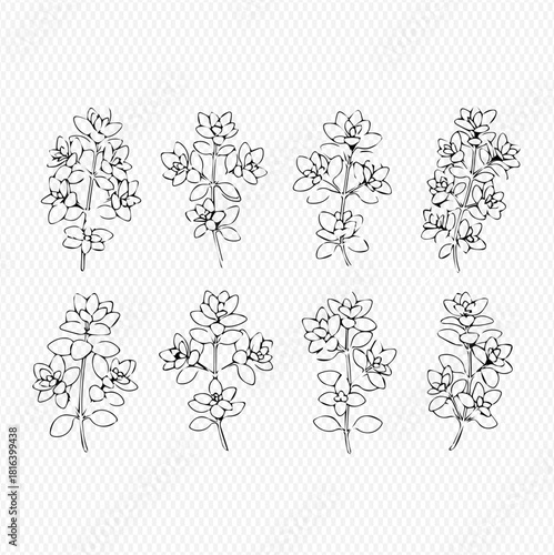 Botanical illustration of succulent plants with small flowers.