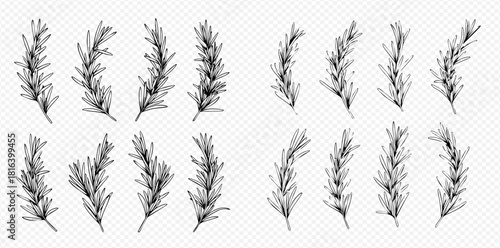 Illustration of rosemary sprigs in a variety of shapes and sizes.