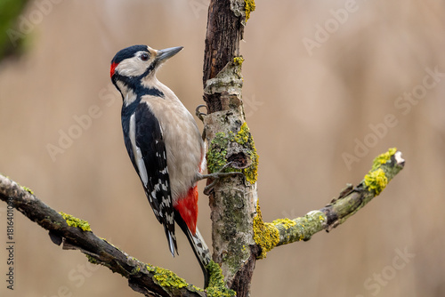 Dzięcioł duży na gałęzi porośniętej porostami