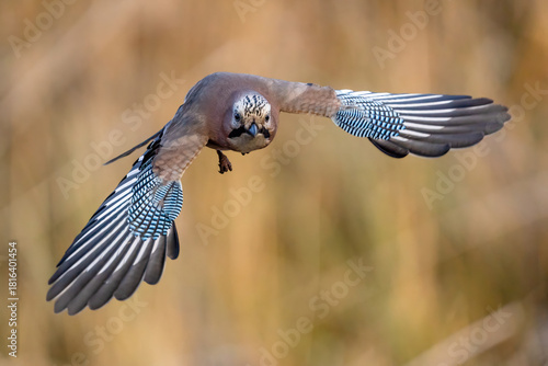 Lecąca sójka z rozłożonymi skrzydłami 