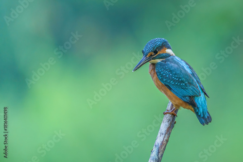 Zimorodek wypatrujący rybki w wodzie