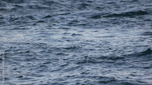 Birds, water, waves, two birds swim and dive in choppy blue ocean