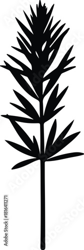 Illustration tamarisk shrub minimalist silhouette vector