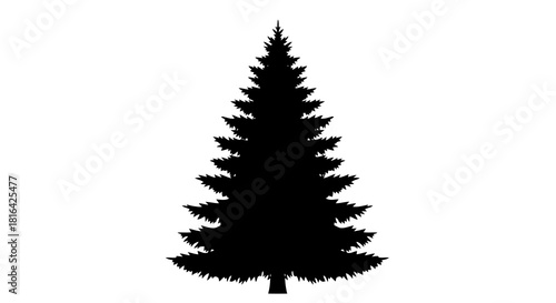 Silhouette of a tall evergreen pine tree