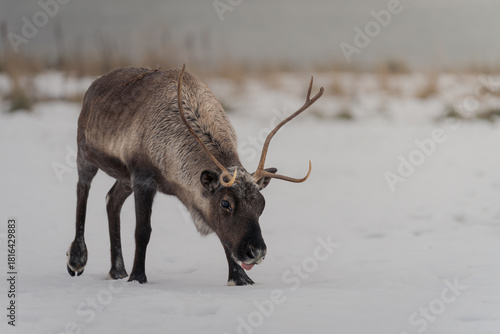 Reindeer in Norway