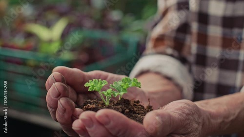 Close-up view of hands of unrecognizable elderly woman gently holding small green seedling with soil in greenhouse