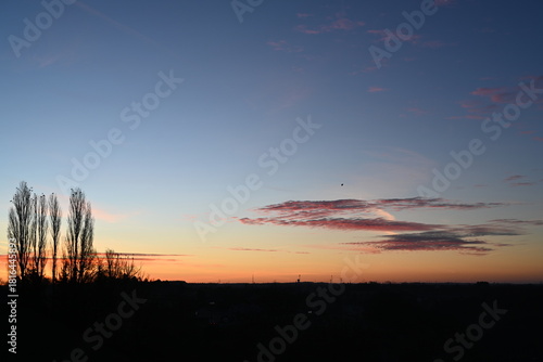 Fototapeta Lever de soleil avec des arbres peupliers à contre-jour et des corneilles posées sur les fines branches ou des oiseaux qui volent autour