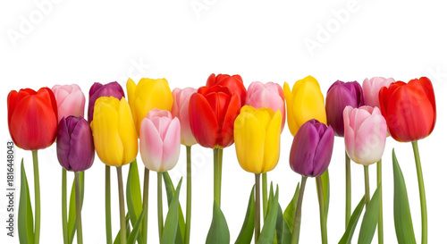 Assorted Colorful Tulips in a Row on Black Background