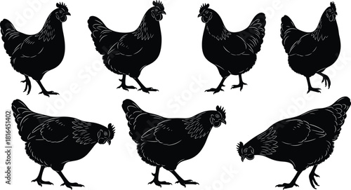 Collection of Chicken or Hen Silhouettes Black Vector Set of Farm Birds in Different Poses for Poultry Farming Agriculture Food Industry Eggs Meat and Rural Life Graphics.