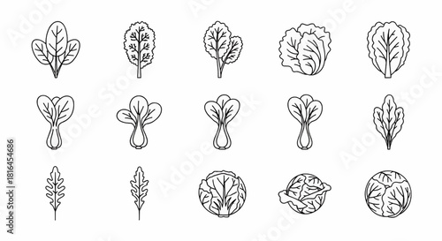 Vector line art collection of diverse fresh leafy greens and lettuces, perfect for illustrating healthy eating, organic food themes, garden produce, and nutritious lifestyle designs