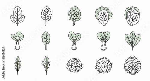 Collection of various hand-drawn leaf illustrations on a white background