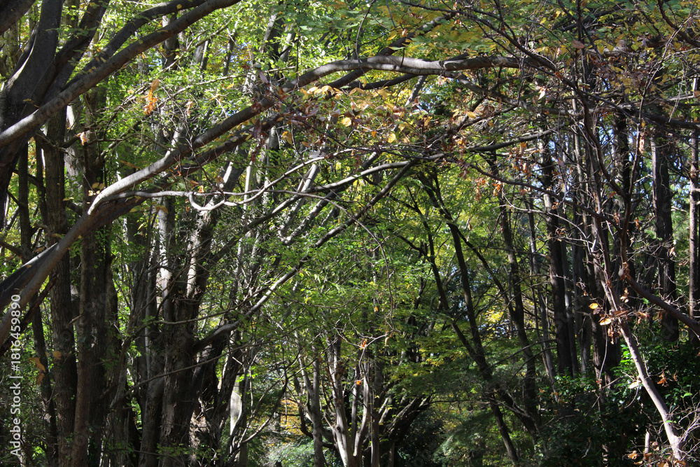 Fototapeta premium Trees with green, yellow and brown leaves in natural forest background. Trees in autumn forest on a sunny day.