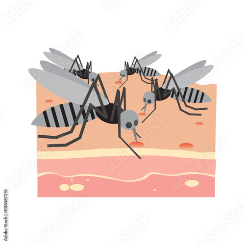 Mosquitoes Biting Human Skin
