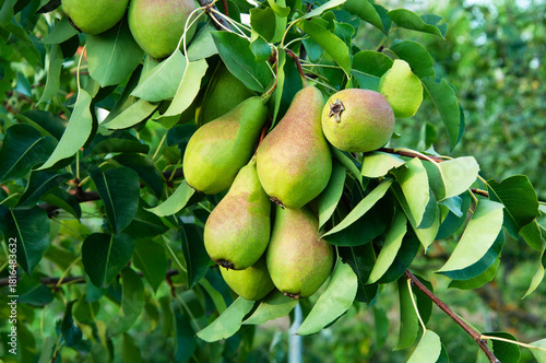 ripe pears on the tree. juicy fruits in the garden. sweet pears on the background of the garden. fruit growing concept	