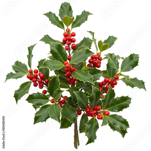 Holly branch with red berries, isolated
