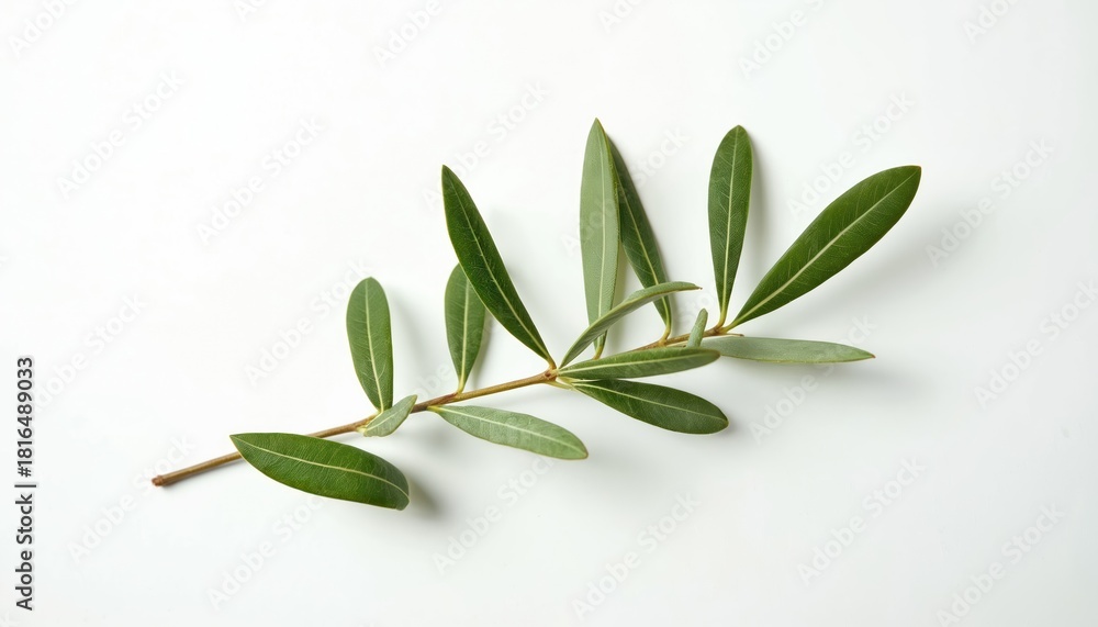 Fototapeta premium Olive branch lies on white backdrop. Fresh green leaves grow on twig. Simple studio shot presents natural plant. Nature macro image for culinary and cosmetic industry projects.