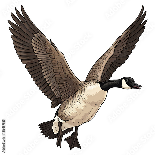 canadian goose duck hunting illustration logo vector image t shirt