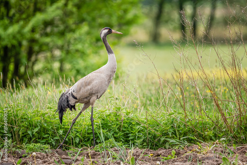 Żuraw poszukujący pożywienia na łące