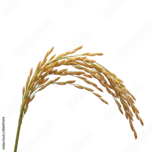 Mature golden rice panicle isolated on white background, staple food crop cultivation