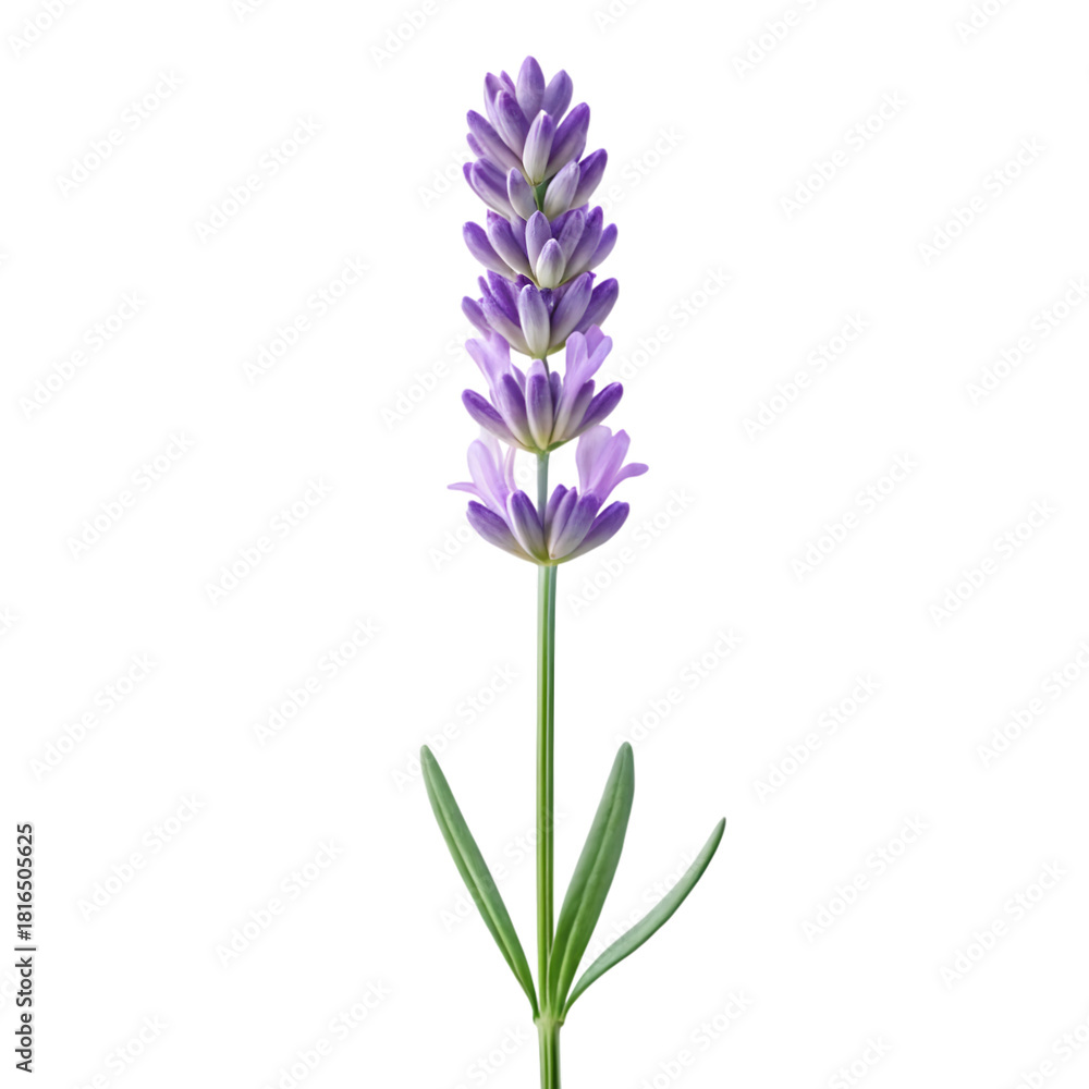 Fototapeta premium blue flowers isolated on transparent background