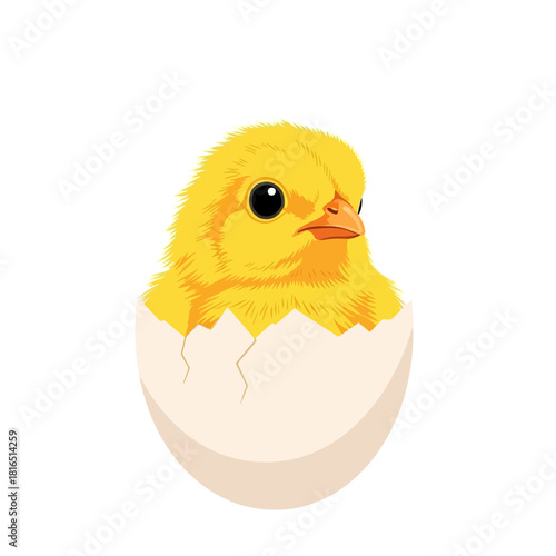 Cute yellow chick hatching from egg isolated on white background.