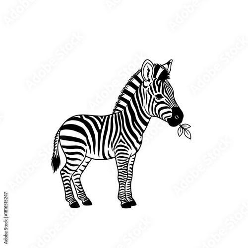 Zebra eating leaves in black and white illustration.