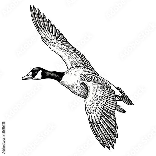 canadian goose duck hunting illustration logo vector image t shirt