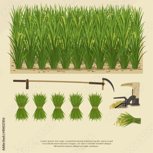 Illustration of rice cultivation process showing plants, harvesting tools, and bundles of harvested crops.