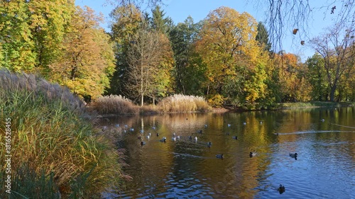 Lazienki Royal Baths Park scenic autumn landscape with birds on pond and reeds in wind in city of Warsaw, Poland.