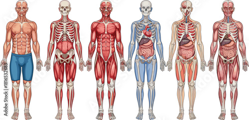 Highly detailed front view vector set illustrating multiple layers of human anatomy, combining skeletal, deep muscular, and internal organ systems for medical and fitness training visualization.
