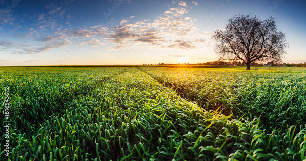 Fototapeta premium Panorama of an English wheat field in spring. The wheat is still green and set against a backdrop of the countryside