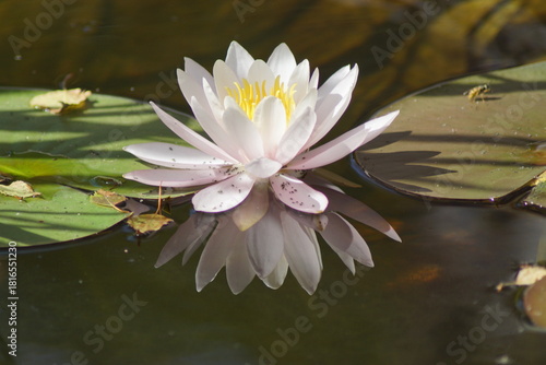 Eine Wasserrose in einem Teich