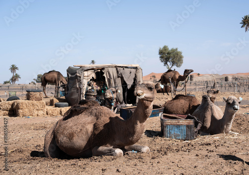 Paisajes y animales del desierto de Merzouga
